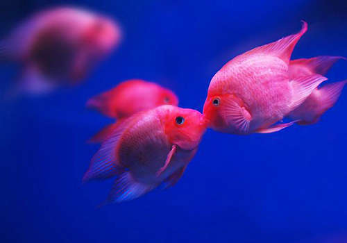 鱼粮该怎样挑选有秘诀,怎么挑选鱼最好方法