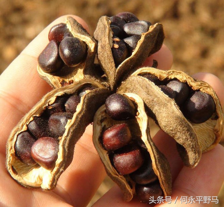 武胜县考察团赴岳池县考查牡丹种植基地