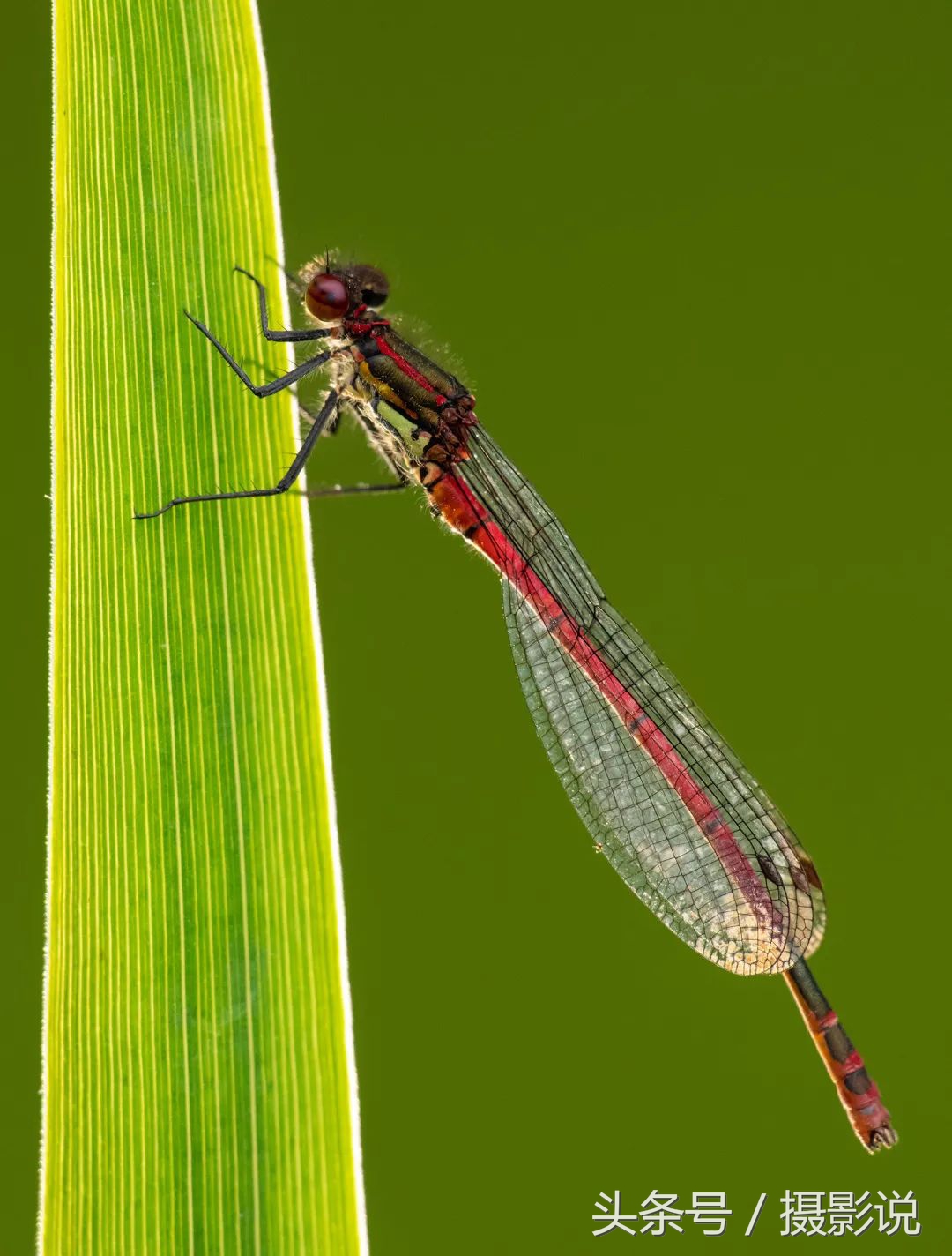 ross璇勬祴,ross娴嬭瘎