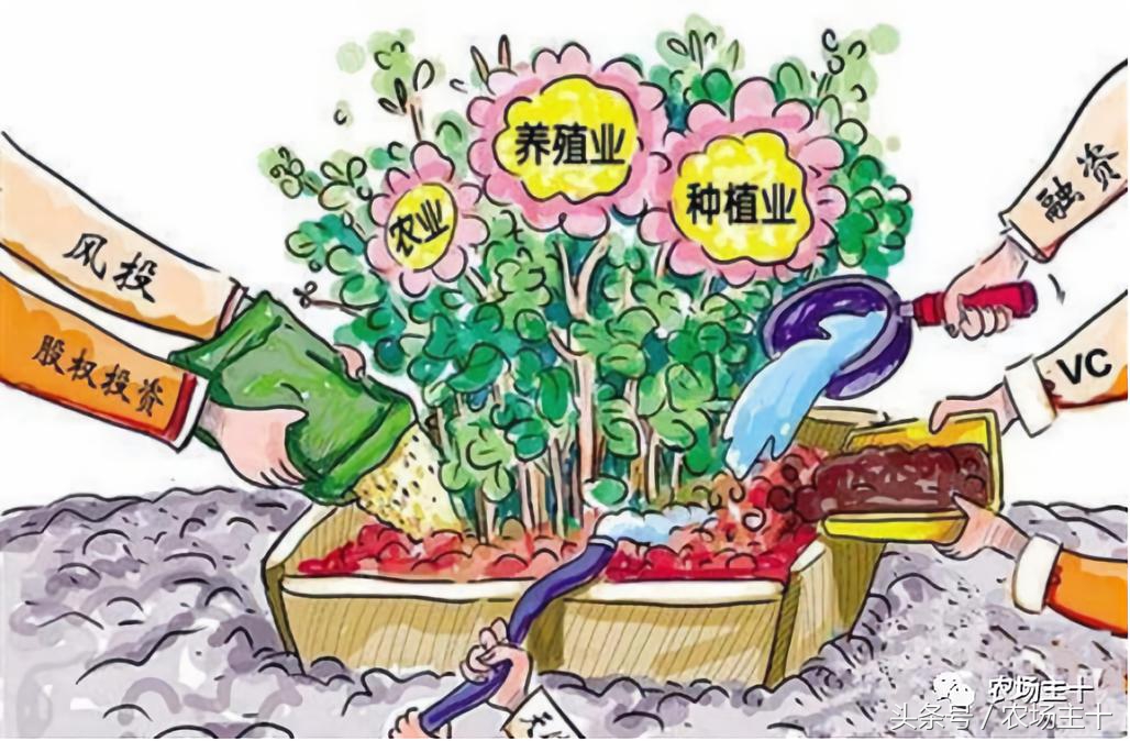 农产品众筹方案,为什么众筹没了