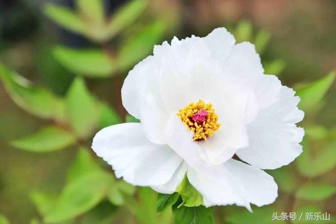 乐山的春天有多美,没去过乐山大佛但感觉去过