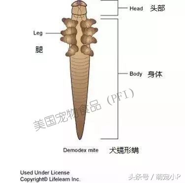 怎样预防狗狗得螨虫病,所有的狗狗都有病毒吗