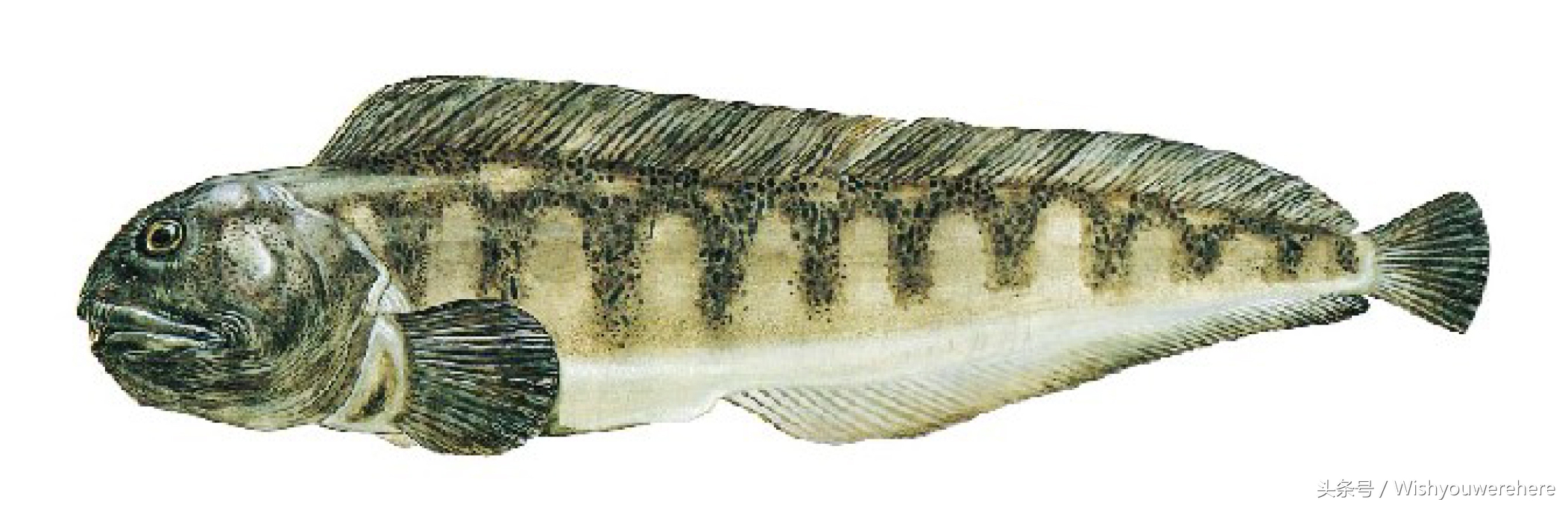 海鲜指南挪威,挪威美食海鲜大餐