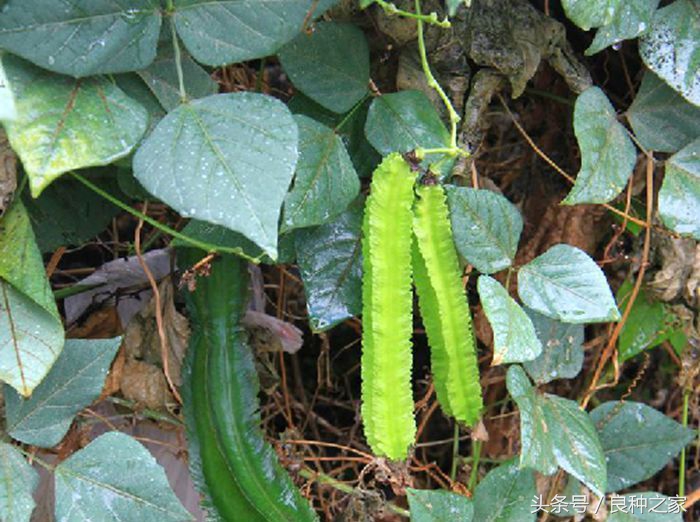 餐桌上常见的本土作物是什么,10种常见的粮食作物