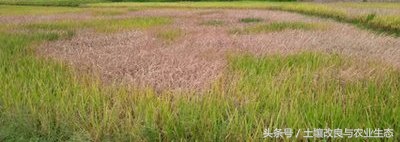 水稻早衰的原因及解决方法,水稻出现生理早衰是怎么引起的