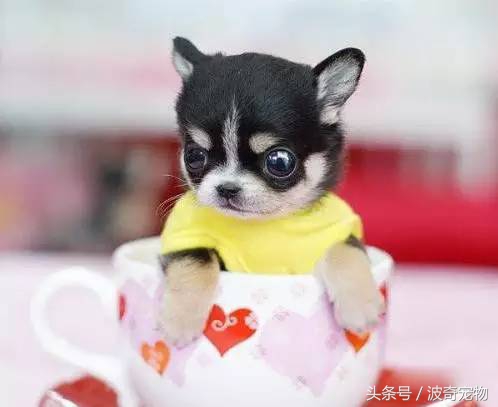 狗狗品种大全带你走进狗狗的世界,狗狗品种大全看看你认识几种