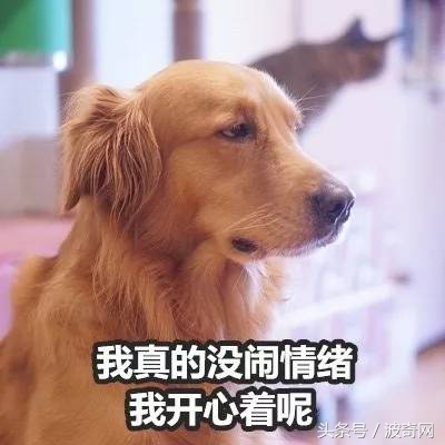 金毛喝醋,金毛到底有多吃醋