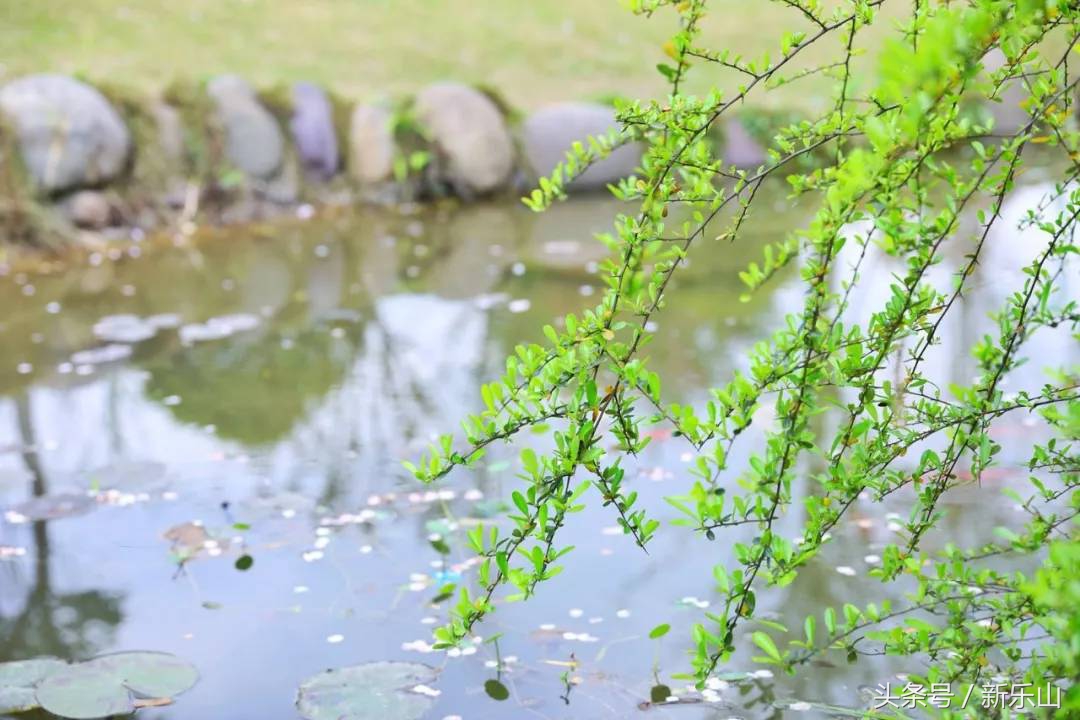 四川乐山最美的春天,乐山的春天有多美
