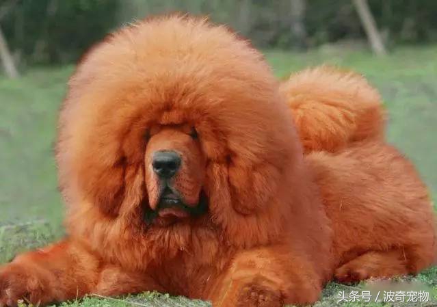 狗狗品种大全带你走进狗狗的世界,狗狗品种大全看看你认识几种