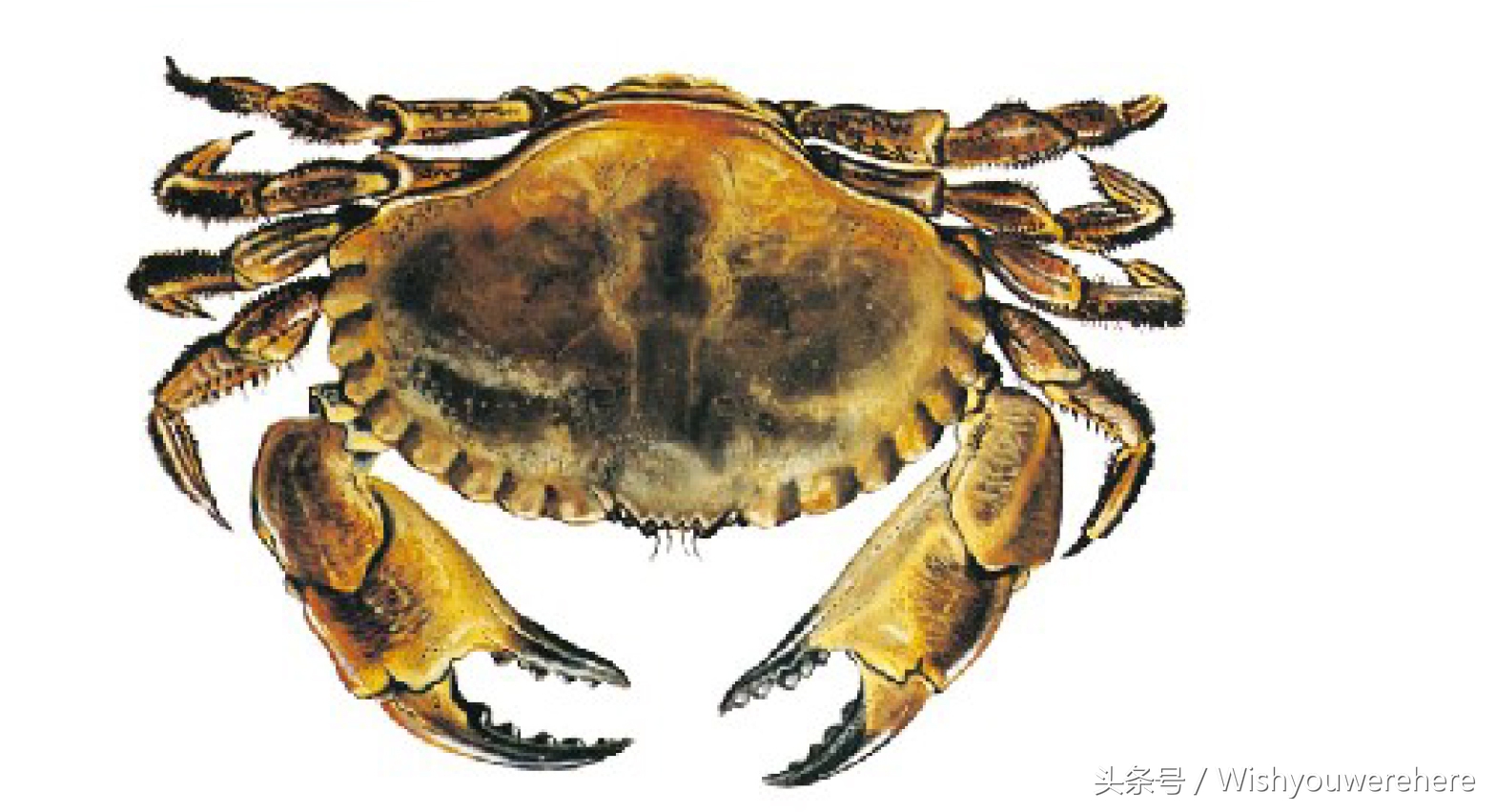 海鲜指南挪威,挪威美食海鲜大餐