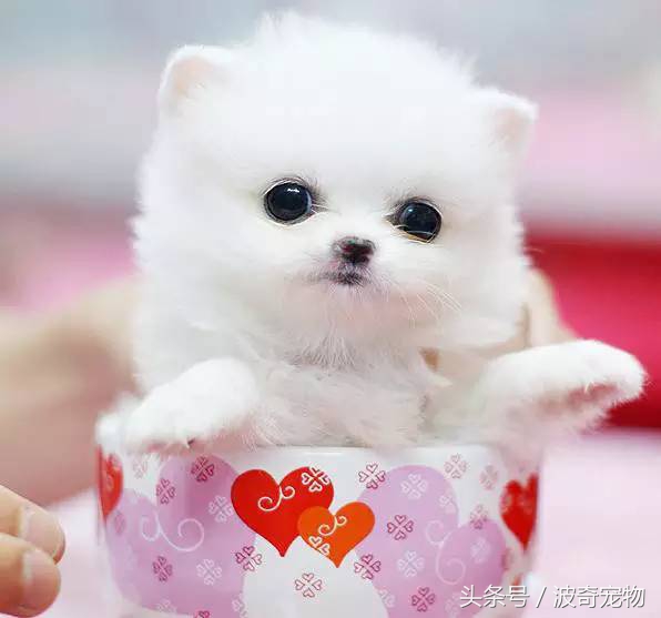 狗狗品种大全带你走进狗狗的世界,狗狗品种大全看看你认识几种