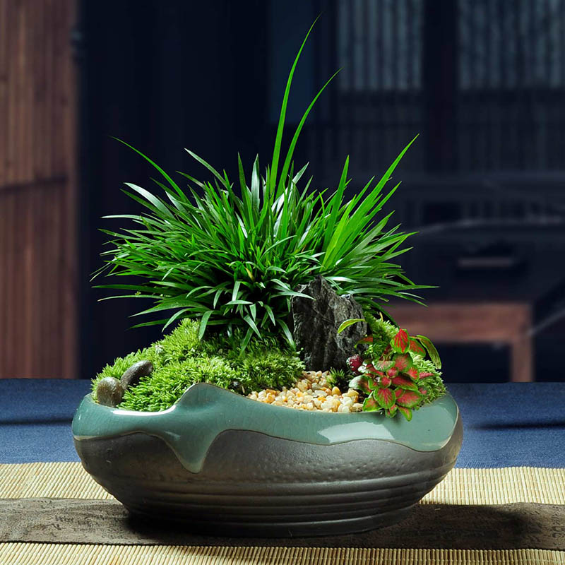 富贵花十种最吉利的花,哪些名花家里好养