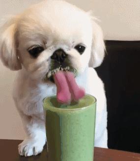 新手养宠物推荐猫还是狗狗,狗狗和猫猫哪个更值得养