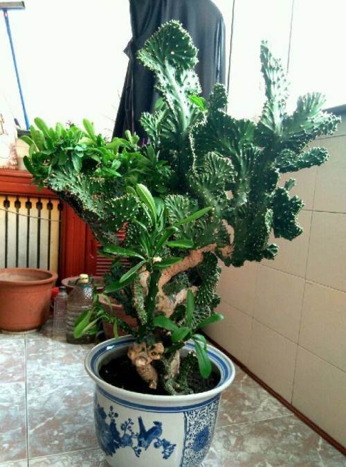 4种花颜值高养在家里超漂亮,家里养什么花招财又旺家