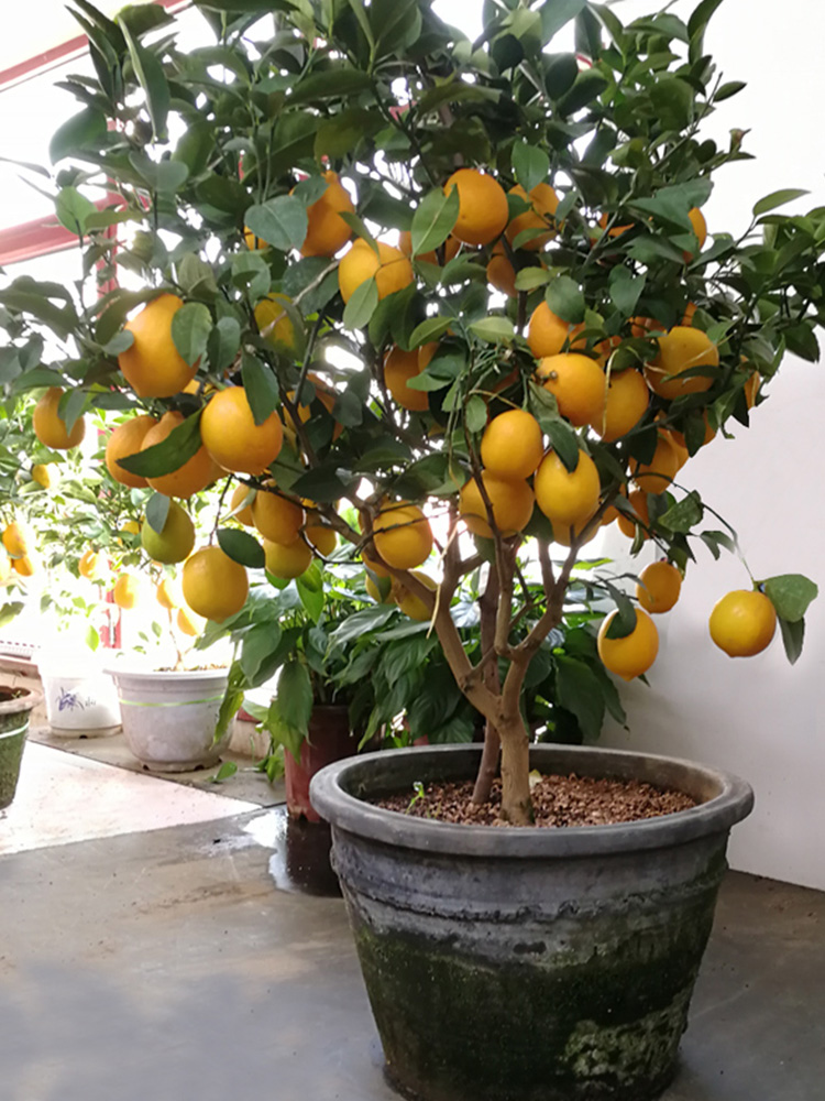 家里种什么招财又旺宅,院中栽什么树聚财镇宅