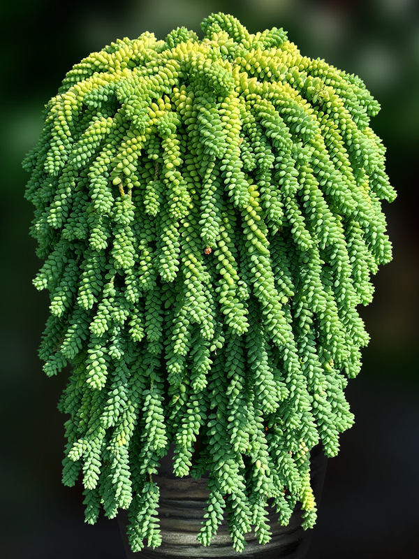 小盆栽多肉10个,5种多肉爱爆盆