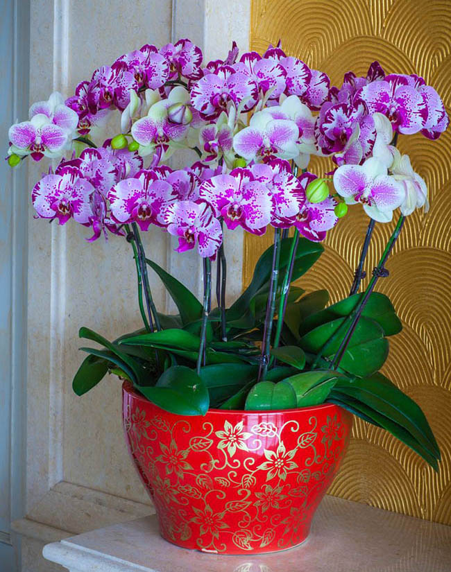 水里倒点酒，给花擦一擦，油光锃亮，比打激素还灵