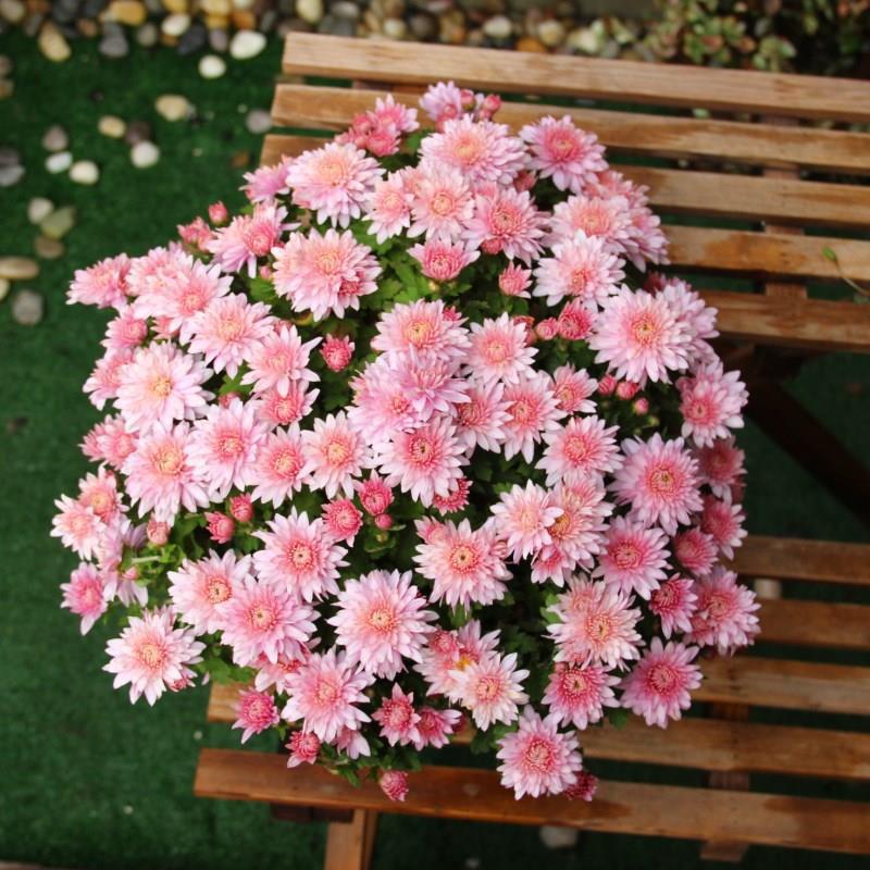 九种吉祥树越老越值钱越养越富贵,10种富贵花卉