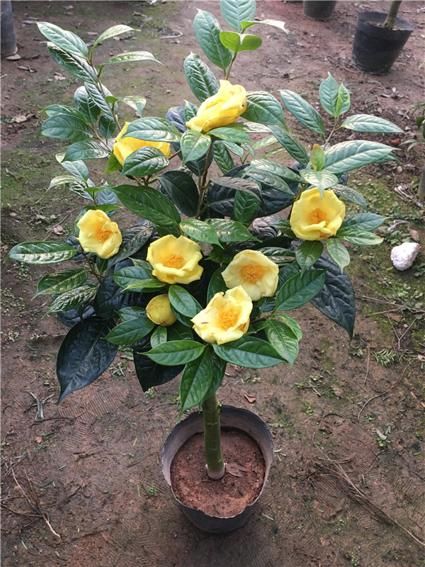 6种“昂贵花”，花钱不值得，纵使“美如仙”，十有八九养不活