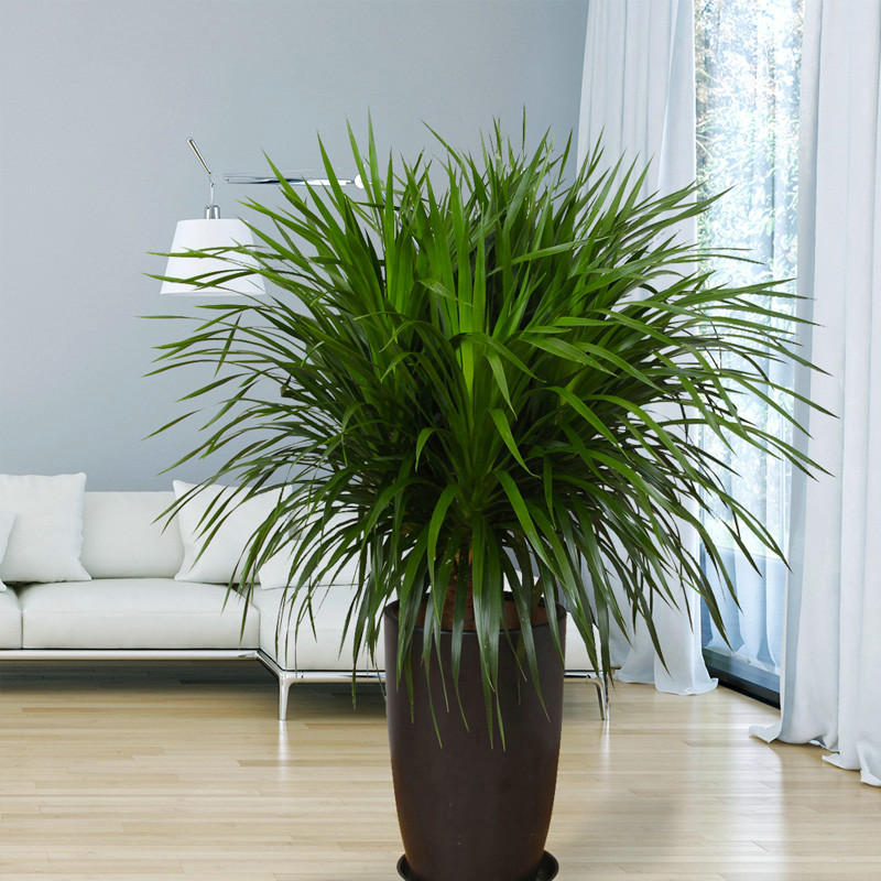 十种最吉利的镇宅花,家里养这5种旺宅花