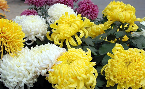 富贵花十种最吉利的花,哪些名花家里好养