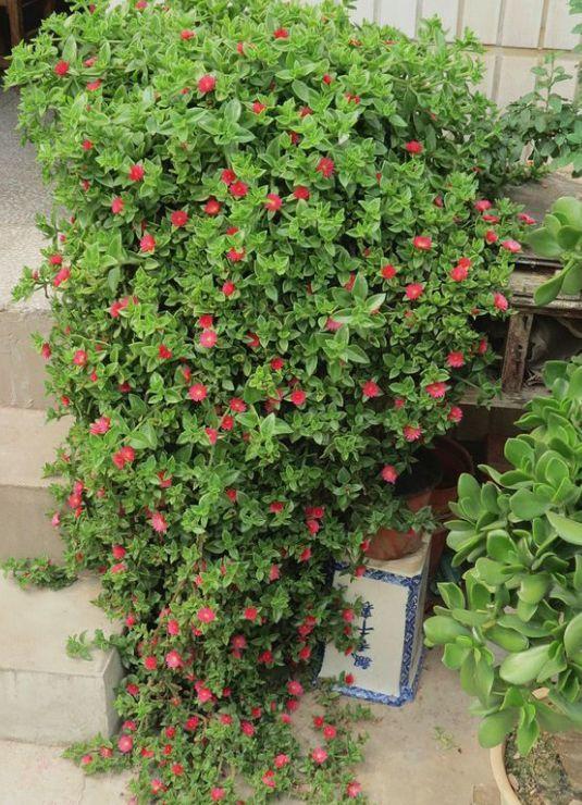 家里养的花怎么养才能旺,家庭养什么花好养不愿死