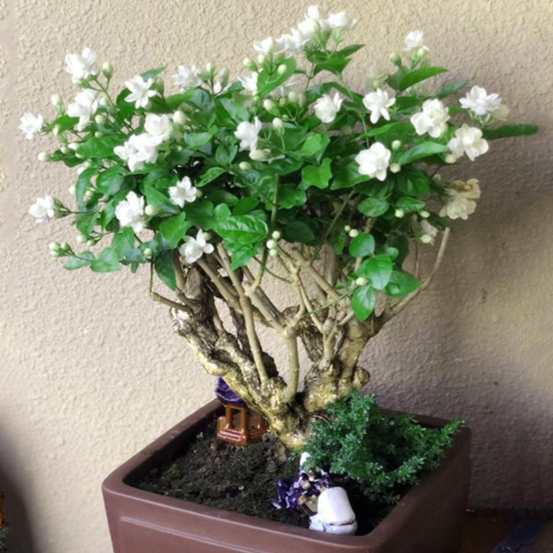 富贵花十种最吉利的花,哪些名花家里好养