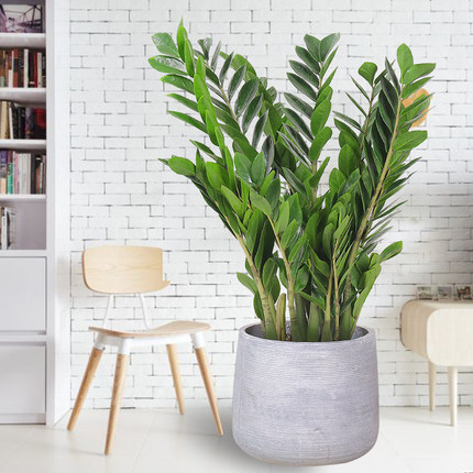 家里的花别瞎养5种招财开运花,室内放什么花转运