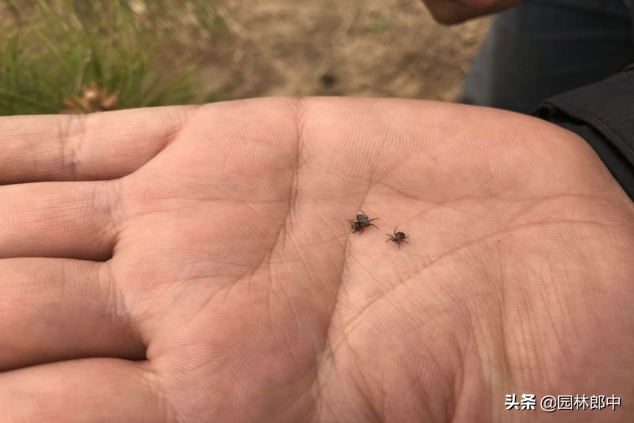 松树上老滴油怎么办,松树为什么往下滴粘液