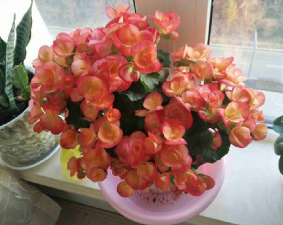 丽格海棠好看不好养？掌握正确的养殖技巧，叶绿花红养得久