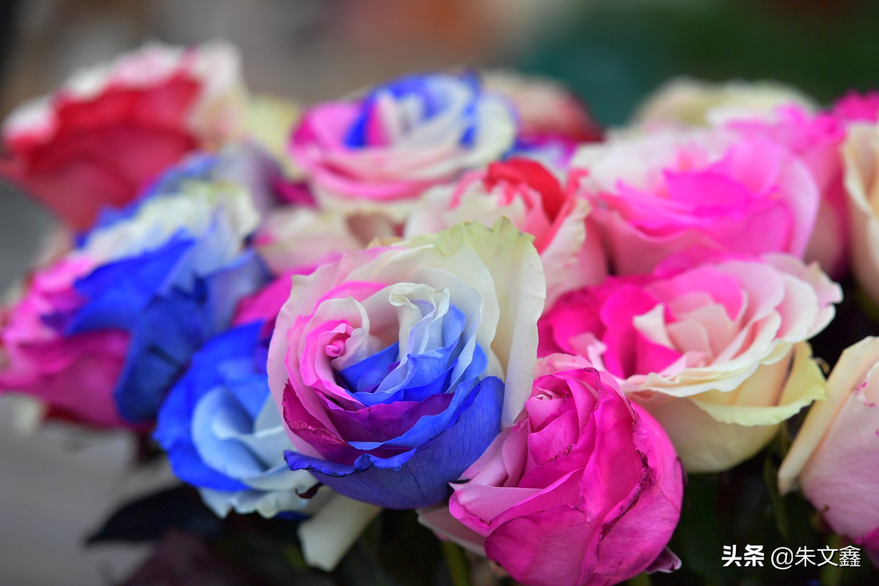 江苏大丰荷兰花海门票多少钱一张,大丰盐城荷兰花海
