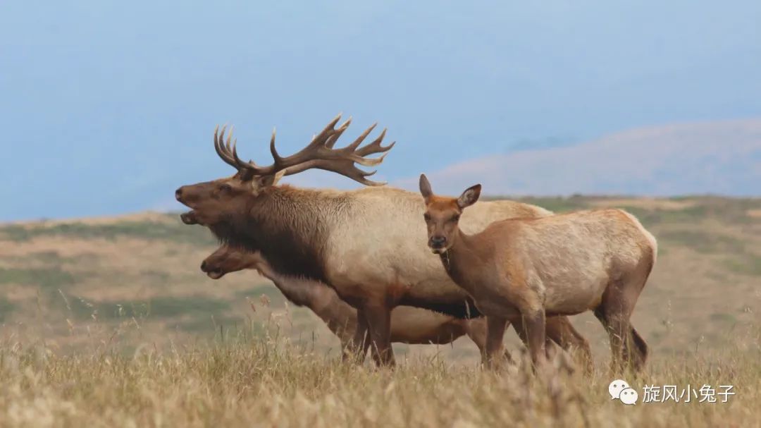 加州沿海1号公路自驾游散装系列（一）：阳光北加的金山依旧