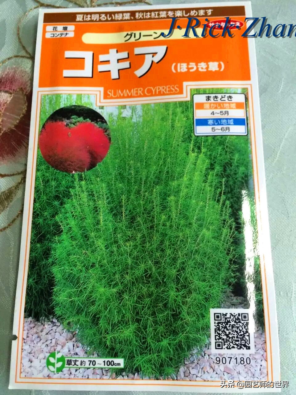 红色地肤草的种植方法,红地肤怎么养