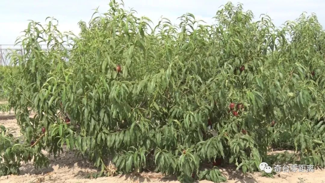 油桃红彤彤农民乐开怀