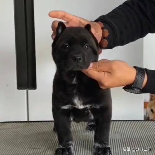 土狗为何只有中华田园犬这么贵,中华田园犬有多省钱