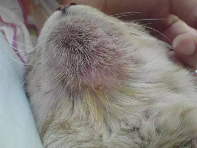 怎么预防猫咪黑下巴,三分钟搞定猫咪黑下巴问题