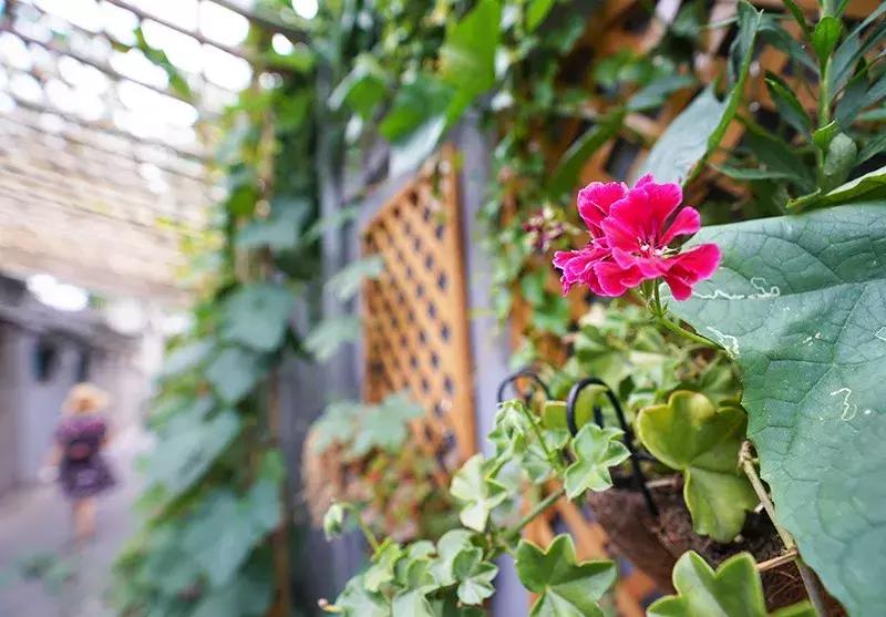 胡同里的日常生活,胡同里的北京生活