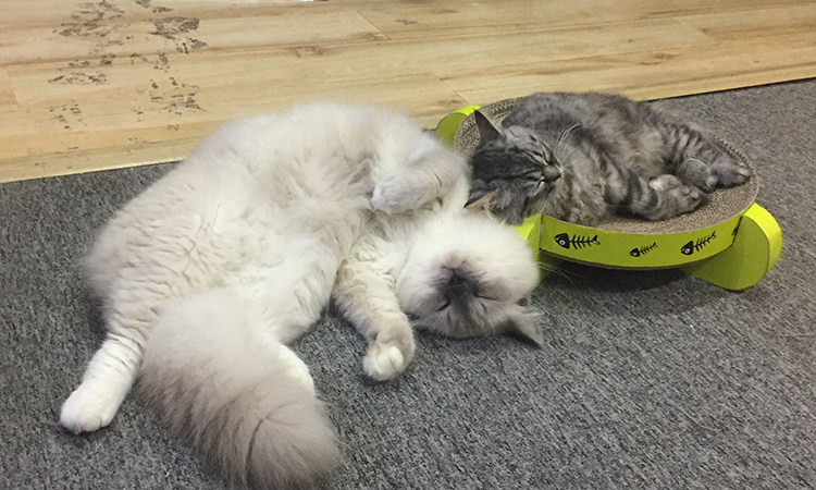 猫三联注射时要注意的事项有哪些,猫三联第三针没打需要重新注射吗