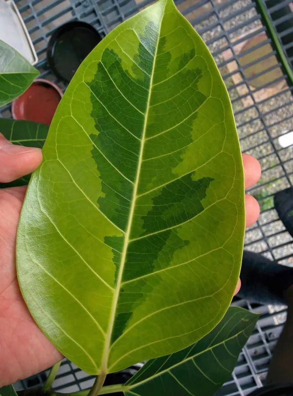 常见的榕属植物,美如画的树