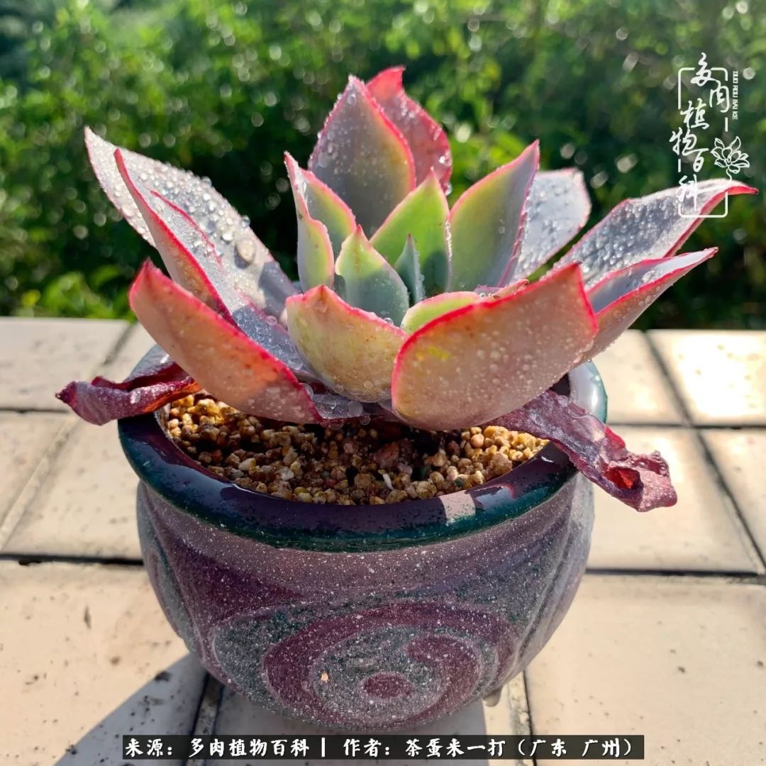 在冬日阳光下，记一个多肉小白的养肉历程