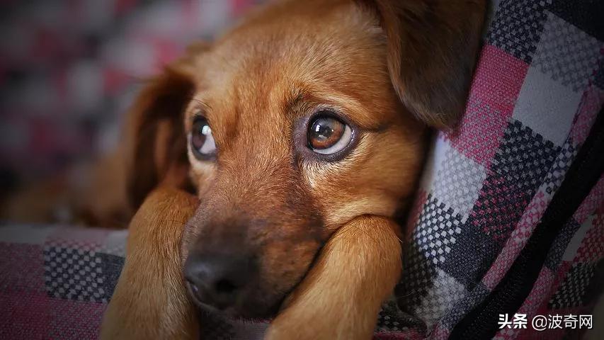 狗狗孤独会有这几种表现别忽视了,从狗狗的日常行为判断它们的性格