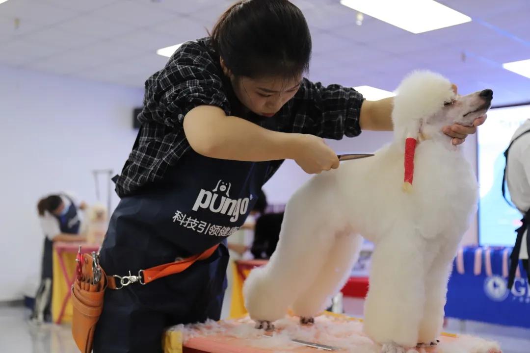 成绩公布！“品谱杯”GPGA第14届宠物美容师资格鉴定考试