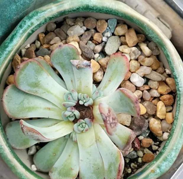 多肉砍头后爆头怎么处理,多肉砍头后怎么才能长出小头