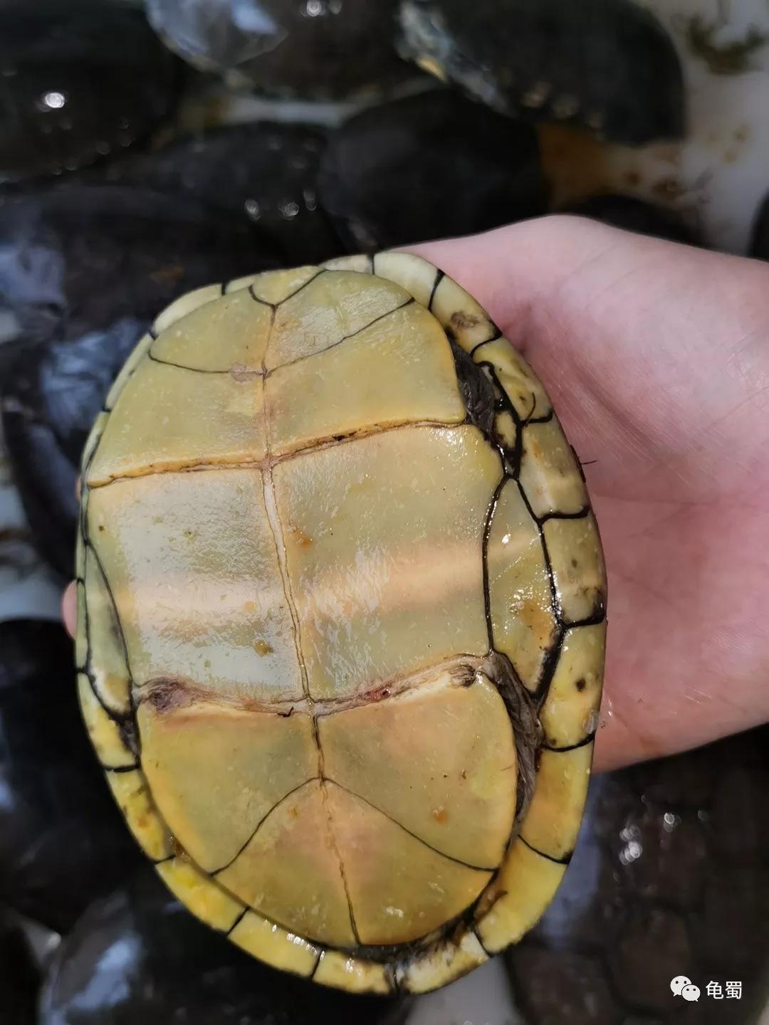 黄泽泥龟为什么冷门,泥龟冷门品种