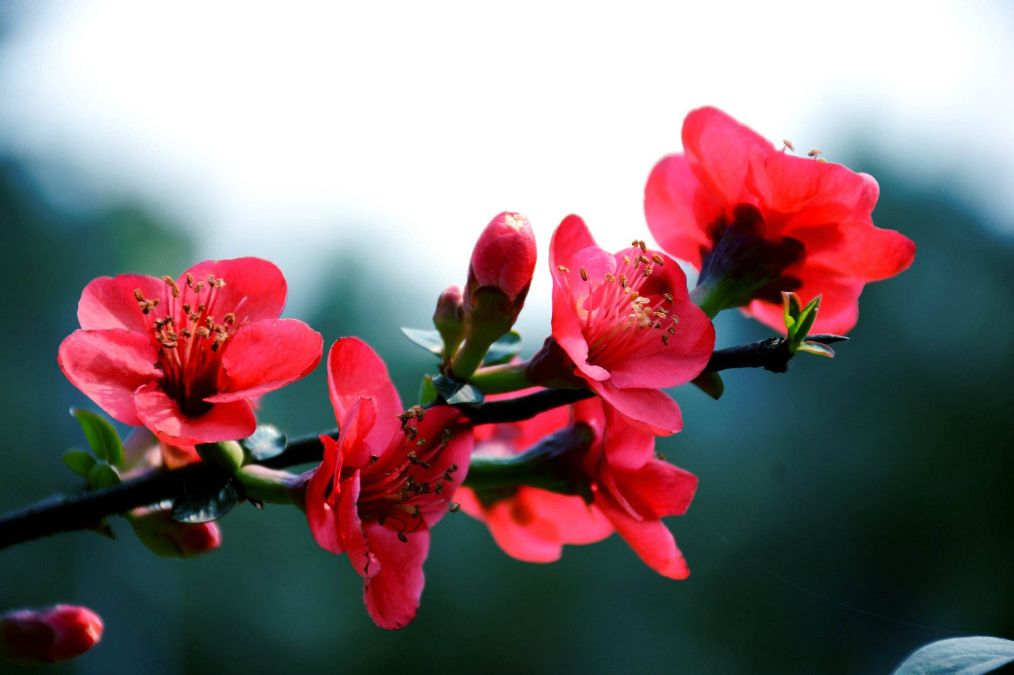 海棠花发黄是什么原因,海棠花叶片发黄是怎么回事