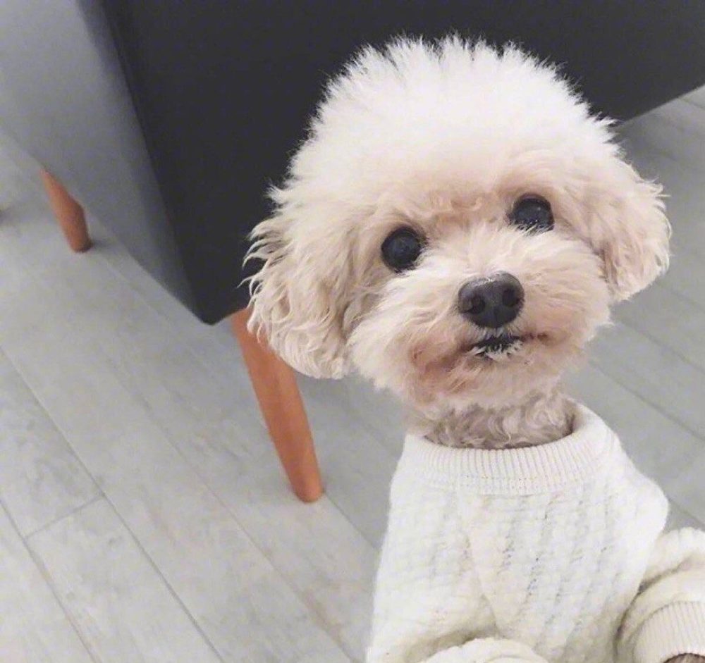 泰迪犬都有哪些优点和缺点,泰迪犬好不好养