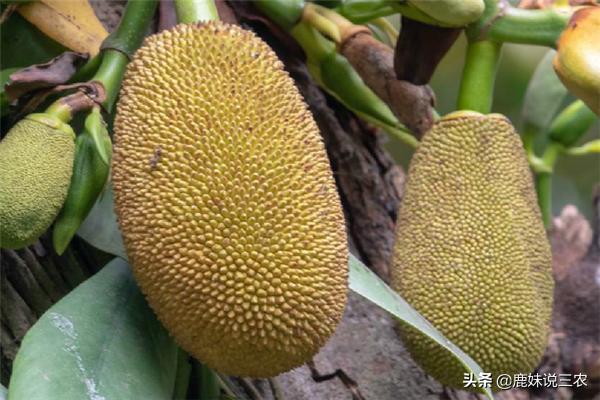 菠萝蜜病害防治,菠萝蜜为什么结果后容易烂掉