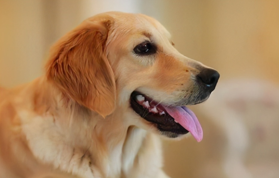 养狗“首选”这6种狗,五种好养又不贵的狗你养了吗