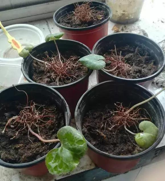 这6种花给点水就爆盆懒人必备,插枝最好养的四种花