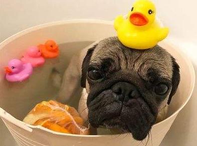 巴哥犬的饲养日常护理很重要,新手养巴哥犬